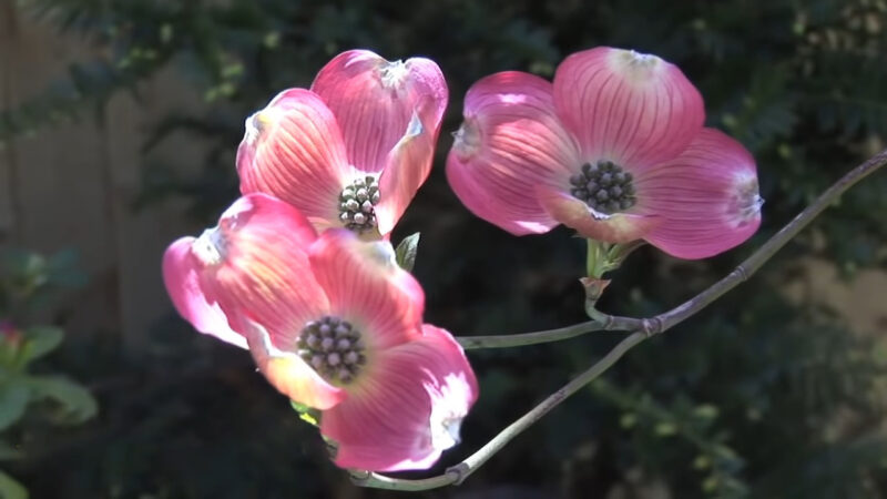 Flowering Dogwood