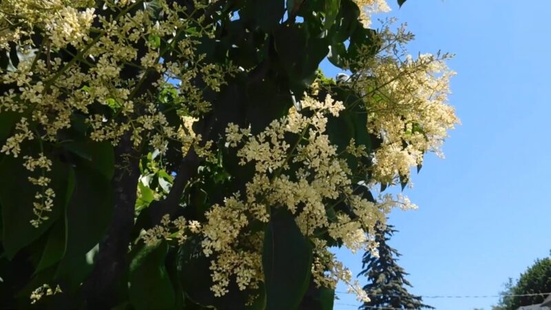 Japanese Tree Lilac