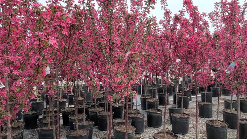 Malus 'Prairifire' (Crabapple)