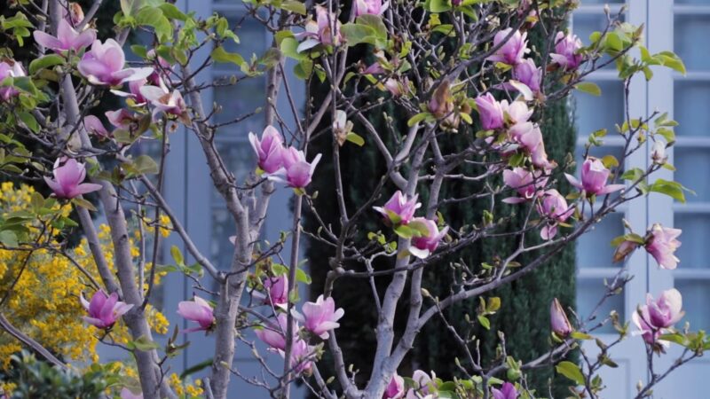 Saucer Magnolia (Magnolia x soulangeana) branch