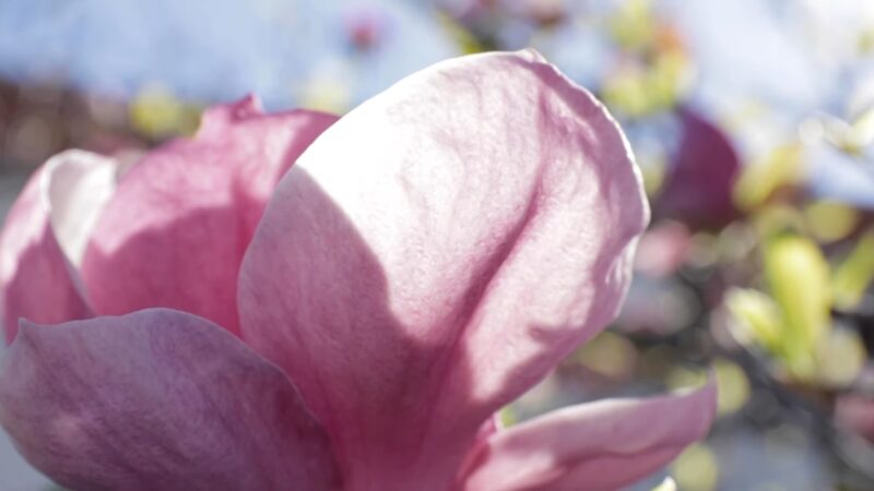 Saucer Magnolia (Magnolia x soulangeana)