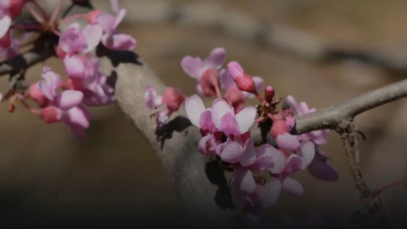 The Short Guide to the Eastern Redbud
