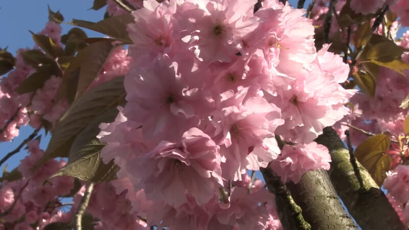 blossom of prunus serrulata